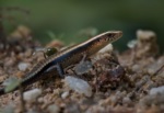 Many-lined Sun Skink (East Indian Brown Mabuya)
